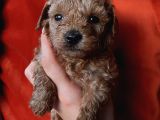 Toypoodle Bebekler