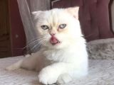 Beyaz Erkek Scottish Fold Kedi