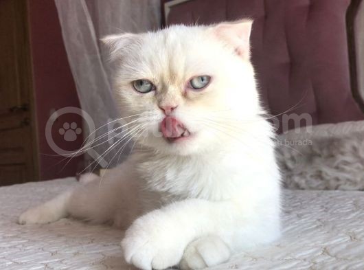 Beyaz Erkek Scottish Fold Kedi görsel