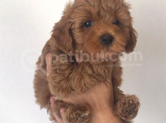 Poodle Ayarinda Malti̇po görsel