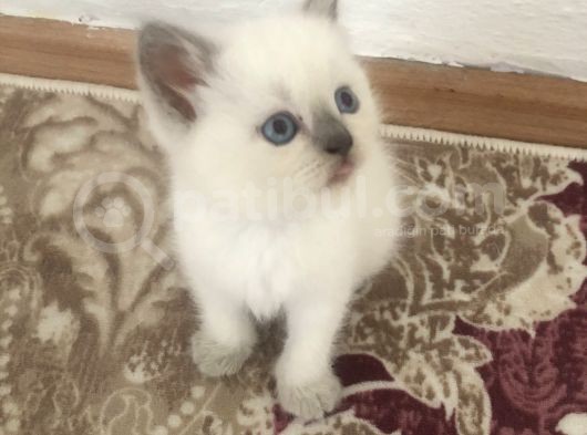 A Kalite British Bluepoint Yavrularımız görsel