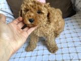 Toy Poodle Bebekleri̇