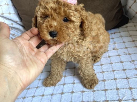 Toy Poodle Bebekleri̇ görsel