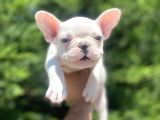Lekesi̇z Mavi̇ Gözlü Beyaz French Bulldog