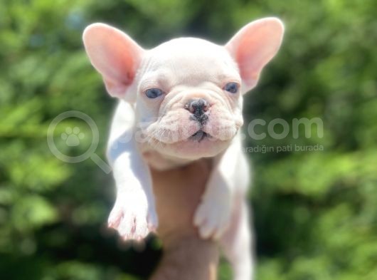 Lekesi̇z Mavi̇ Gözlü Beyaz French Bulldog görsel
