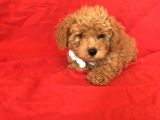 Apri̇cot Toy Poodle Yavrular 