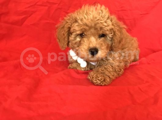 Apri̇cot Toy Poodle Yavrular  görsel
