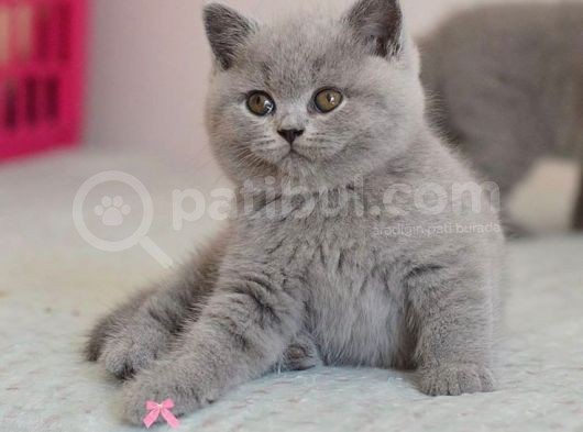 Lila Rengi Tatlı Kızımız