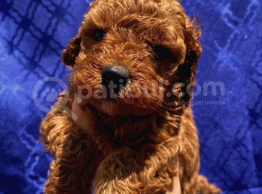 Toypoodle Bebekler görsel