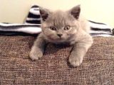 Sevimli Oyuncu kızımız British Longhair