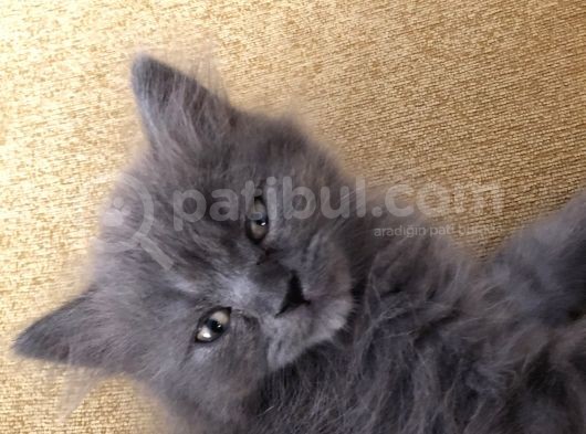 Sevimli Oğluma Yeni Yuva Arıyorum