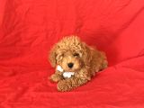 Apri̇cot Toy Poodle Yavrular 