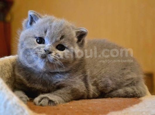 Oyuncu Safkan Bebegimiz