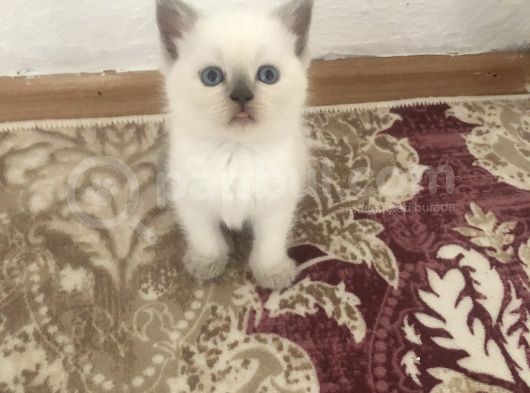 A Kalite British Bluepoint Yavrularımız görsel