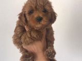 Poodle Ayarinda Malti̇po