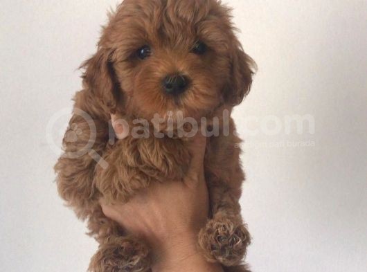 Poodle Ayarinda Malti̇po görsel