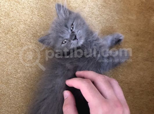 Sevimli Oğluma Yeni Yuva Arıyorum görsel