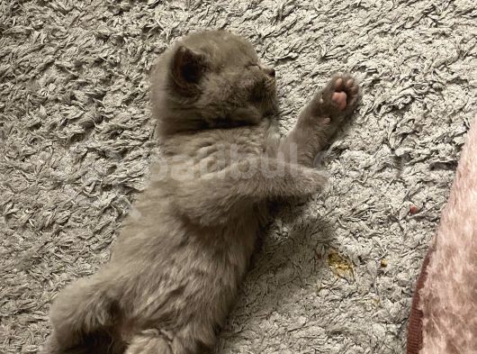 1 Disi 1 Erkek Kendi Yavrularimiz görsel