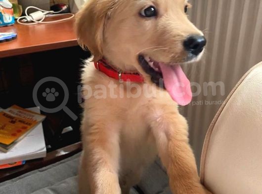 Çok Akıllı Mükemmel Güzellikte 4 Aylık Golden görsel