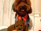 Toypoodle Bebekler