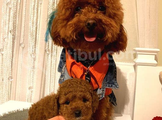 Toypoodle Bebekler