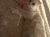 Beyaz Erkek Scottish Fold Kedi