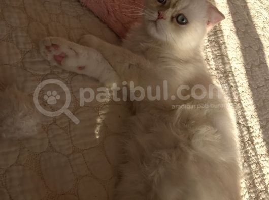 Beyaz Erkek Scottish Fold Kedi görsel
