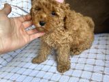 Toy Poodle Bebekleri̇
