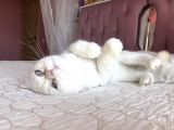 Beyaz Erkek Scottish Fold Kedi