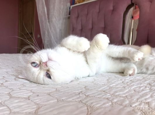 Beyaz Erkek Scottish Fold Kedi görsel