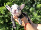 Nadi̇r Renk Merle French Bulldog