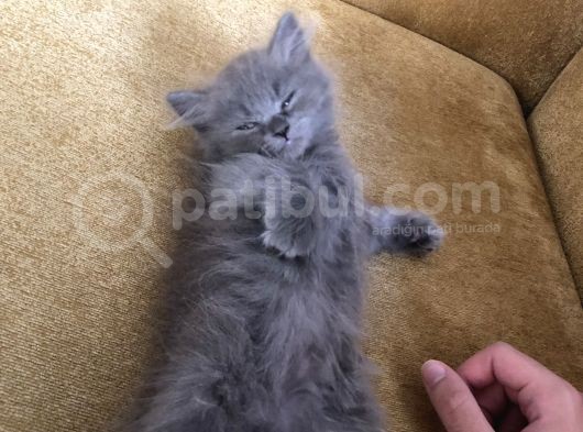 Sevimli Oğluma Yeni Yuva Arıyorum görsel