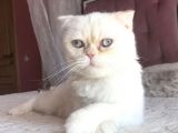 Beyaz Erkek Scottish Fold Kedi