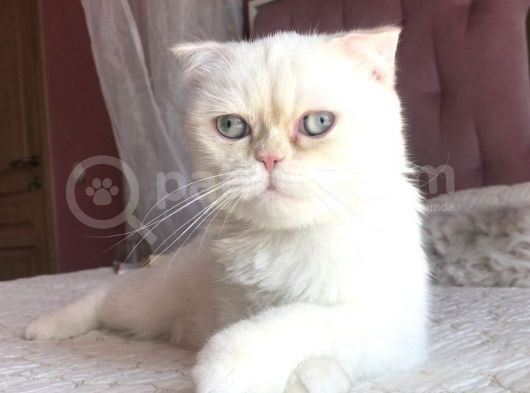 Beyaz Erkek Scottish Fold Kedi
