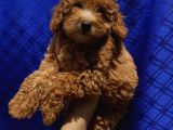 Toypoodle Bebekler