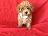 Apri̇cot Toy Poodle Yavrular 