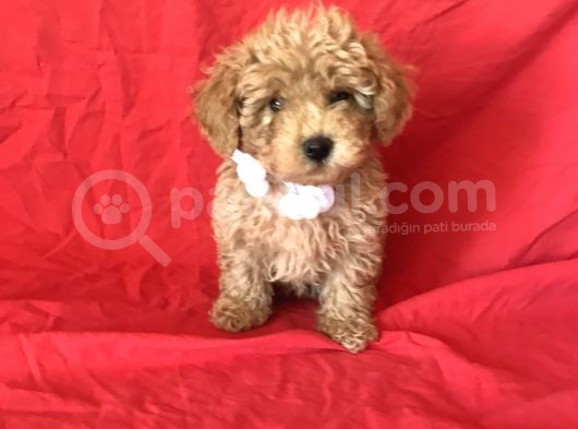 Apri̇cot Toy Poodle Yavrular  görsel