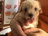 2 Aylık Dişi Toy Poodle