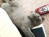 British Shorthair Gri