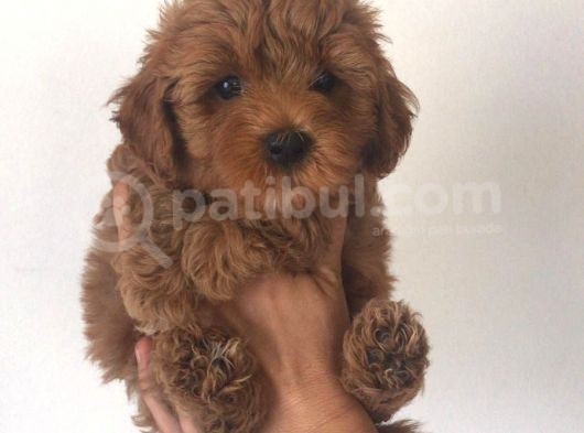 Poodle Ayarinda Malti̇po