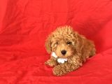 Apri̇cot Toy Poodle Yavrular 