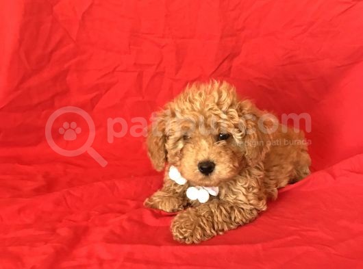 Apri̇cot Toy Poodle Yavrular  görsel