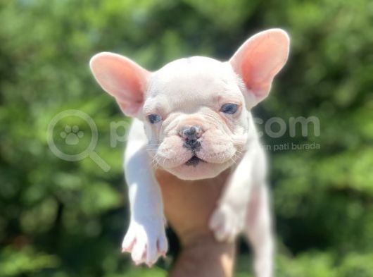 Lekesi̇z Mavi̇ Gözlü Beyaz French Bulldog görsel