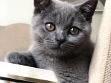 British Shorthair Gri