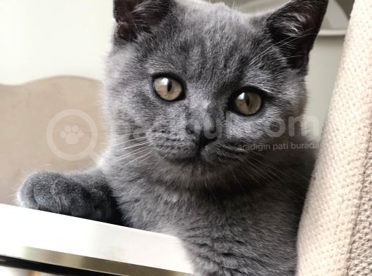 British Shorthair Gri görsel