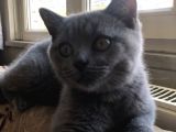 British Shorthair Gri