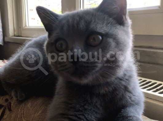 British Shorthair Gri