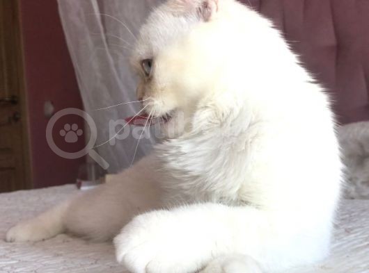Beyaz Erkek Scottish Fold Kedi görsel