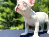 Mavi̇ Gözlü French Bulldog Bebeği̇mi̇z Özel