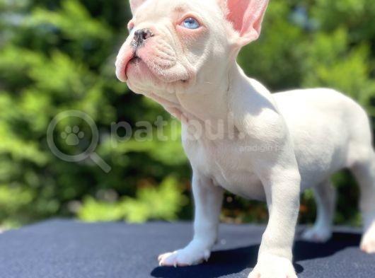 Mavi̇ Gözlü French Bulldog Bebeği̇mi̇z Özel görsel